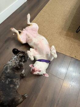 Pit Bull Terrier Dogs Available for Adoption in Newport, Kentucky - Nadia | PetCurious