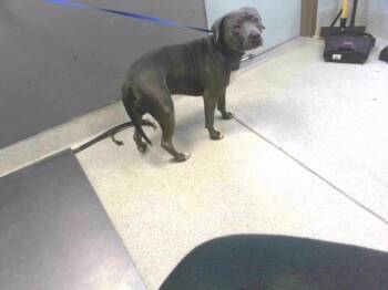 Rescue American Bulldog and Mixed Breed Dogs for Adoption in Tallahassee, Florida - BIG BOY | PetCurious