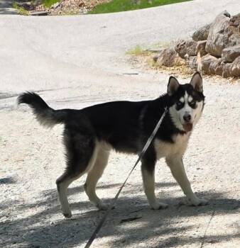 Siberian Husky Dogs Available for Adoption in Washington, Missouri - Despin | PetCurious