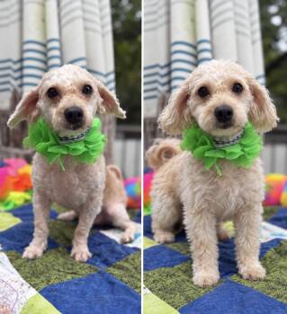 Graham -  Bichon Frise and Poodle Dog for Adoption - Graham | PetCurious