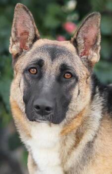 Blueberry von Breddin -  German Shepherd Dog Dog for Adoption in Los Angeles, California - Blueberry Von Breddin | PetCurious
