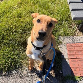 Pulse -  Rottweiler and Shepherd Dog for Adoption in Matteson, Illinois - Pulse | PetCurious