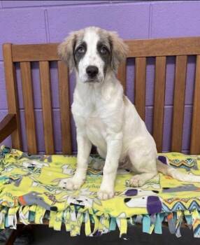 **BENTLEY** -  Great Pyrenees and Australian Shepherd Dog for Adoption in North Prairie, Wisconsin - **BENTLEY** | PetCurious