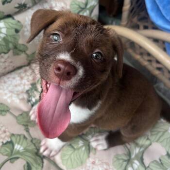 Nico -  Terrier Dog for Adoption in Tampa, Florida - Nico | PetCurious