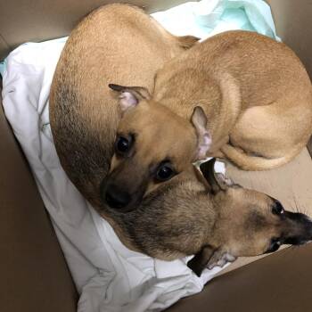 McGriddle (Light Green) -  Mixed Breed Dog for Adoption in Oak Park, Illinois - McGriddle (Light Green) | PetCurious