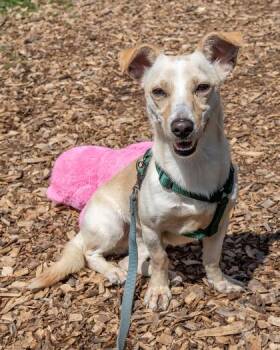 Jariya -  Mixed Breed Dog for Adoption in Chamblee, Georgia - Jariya | PetCurious