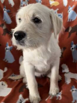 Moonstone -  Labrador Retriever and Schnauzer Dog for Adoption in The Woodlands, Texas - Moonstone | PetCurious