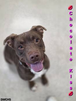 Rescue Pit Bull Terrier and Mixed Breed Dogs for Adoption in Burlington, Iowa - Chocolate Kiss | PetCurious