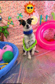 Dubhe -  Australian Cattle Dog Blue Heeler Dog for Adoption in Brookings, Oregon - Dubhe | PetCurious
