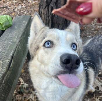 Rescue Mixed Breed Dogs for Adoption in Durham, North Carolina - Hawk Eye | PetCurious