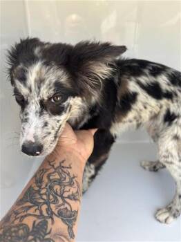 A659403 -  Australian Shepherd Dog for Adoption in Houston, Texas - A659403 | PetCurious