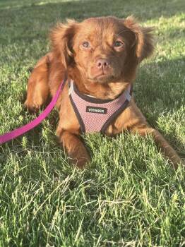 Rescue Pomeranian and Chihuahua Dogs for Adoption in Greenville, South Carolina - Drea | PetCurious