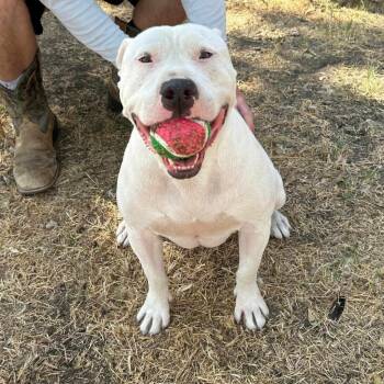 Rescue Staffordshire Bull Terrier and Terrier Dogs for Adoption in Seguin, Texas - Max Cooper | PetCurious