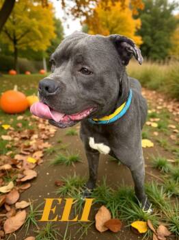 Rescue Pit Bull Terrier Dogs for Adoption in Camden, Tennessee - Eli | PetCurious