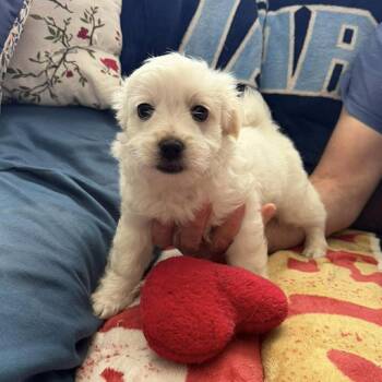 Terrier Dogs Available for Adoption in Hillsborough, North Carolina - Duke | PetCurious