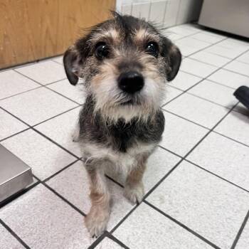 Luna Lou -  Mixed Breed Dog for Adoption in Charleston, West Virginia - Luna Lou | PetCurious