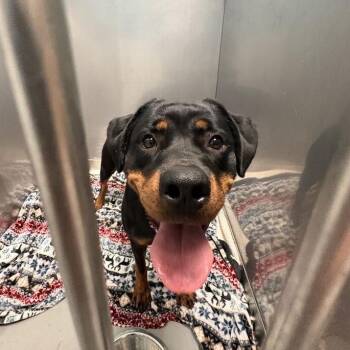 Ellie -  Mixed Breed Dog for Adoption in Davenport, Iowa - Ellie | PetCurious