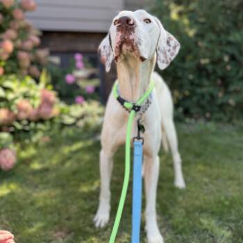 Louie -  Mixed Breed Dog for Adoption in Bismarck, North Dakota - Louie | PetCurious