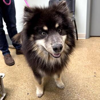 Keeshond and Mixed Breed Dogs Available for Adoption in Skokie, Illinois - Kenai | PetCurious