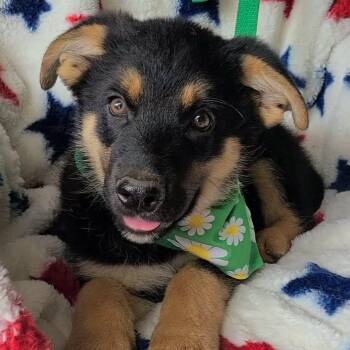 Tom Collins -  German Shepherd Dog and Australian Shepherd Dog for Adoption in Woolwich, Maine - Tom Collins | PetCurious