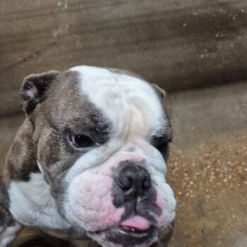 Pay Pay -  English Bulldog and Mixed Breed Dog for Adoption in Montgomery, Alabama - Pay Pay | PetCurious