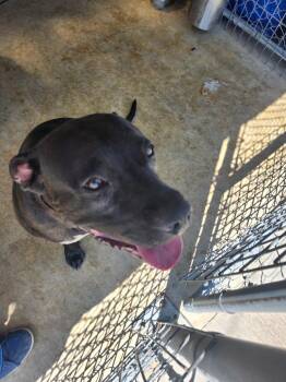 Ruger -  Pit Bull Terrier Dog for Adoption in Brownwood, Texas - Ruger | PetCurious