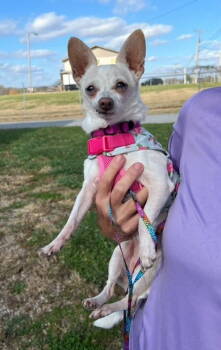 Rescue Chihuahua Dogs for Adoption in Columbia, Tennessee - Mable~ | PetCurious