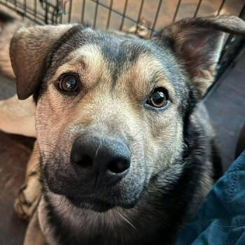 Norwegian Elkhound Dogs Available for Adoption in Niagara Falls, Ontario - Sampson (20260314-05) | PetCurious