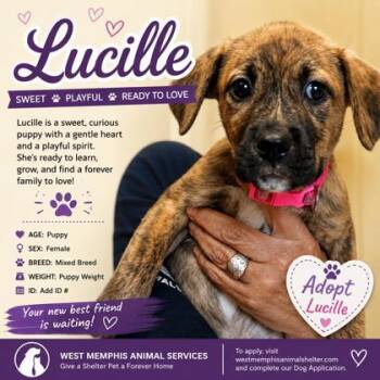 Lucille -  Pit Bull Terrier and Mixed Breed Dog for Adoption in West Memphis, Arkansas - Lucille | PetCurious