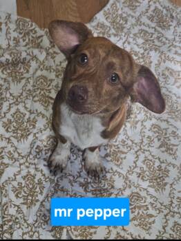 Rescue Dachshund and Mixed Breed Dogs for Adoption in Blountville, Tennessee - Mr. Pepper | PetCurious