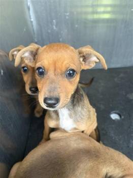 JOSEPHINE -  Chihuahua Dog for Adoption in San Antonio, Texas - JOSEPHINE | PetCurious