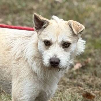 Cairn Terrier Dogs Available for Adoption - ELLA | PetCurious