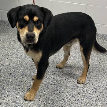 Chop -  Mixed Breed Dog for Adoption in Greenville, South Carolina - Chop | PetCurious