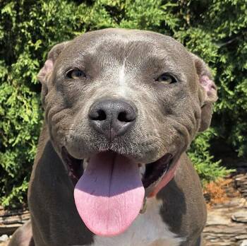 Kissable Ms Kaylee - Sooooo SWEET -  American Staffordshire Terrier Dog for Adoption in North Valley, New Mexico - Kissable Ms Kaylee - Sooooo SWEET | PetCurious
