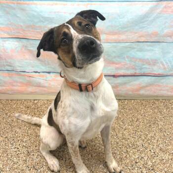 Australian Cattle Dog Blue Heeler and Pit Bull Terrier Dogs Available for Adoption - Flapjack | PetCurious