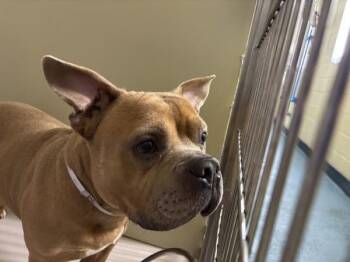 Basil -  Mixed Breed Dog for Adoption in New York, New York - Basil | PetCurious