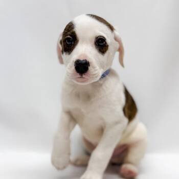 664 (2026) Jimmy -  Shepherd and Pit Bull Terrier Dog Available for Adoption in Parker, Colorado - 664 (2026) Jimmy | PetCurious