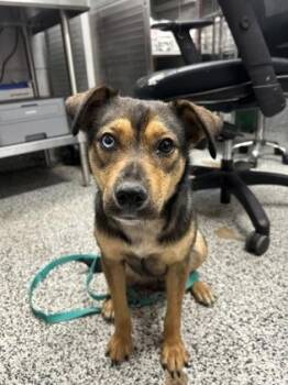 Mixed Breed Dogs Available for Adoption in West Chester, Pennsylvania - Lillian | PetCurious