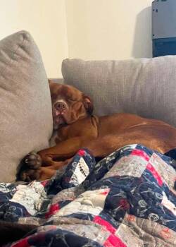 Pit Bull Terrier Dogs Available for Adoption - Van Haagar | PetCurious