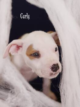 Curly -  Terrier Dog for Adoption in Whitestown, Indiana - Curly | PetCurious