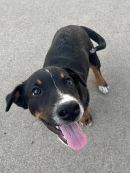 Australian Cattle Dog Blue Heeler and Cattle Dog Dogs Available for Adoption in Fort Lupton, Colorado - Gualaceo | PetCurious