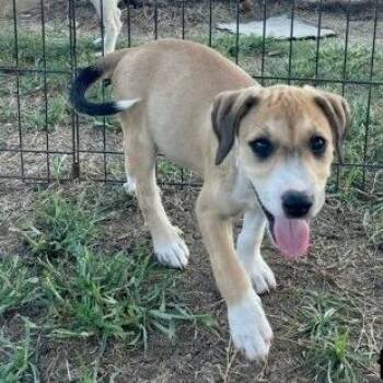 Skye -  Mixed Breed Dog for Adoption in Allentown, Pennsylvania - Skye | PetCurious