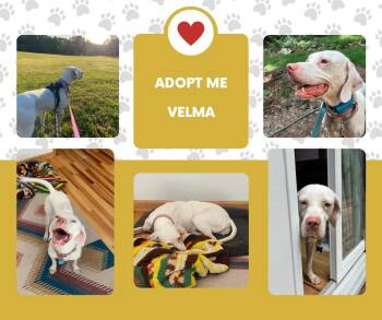 Velma (NC) -  English Pointer Dog for Adoption in Bridgeton, New Jersey - Velma (NC) | PetCurious