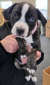 Pit Bull Terrier Dogs Available for Adoption - Ethel | PetCurious