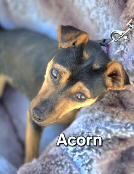 Acorn -  Miniature Pinscher Dog Available for Adoption in Yucca Valley, California - Acorn | PetCurious