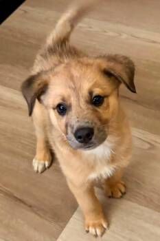 Kai -  Aussiedoodle Dog for Adoption in Orland Park, Illinois - Kai | PetCurious
