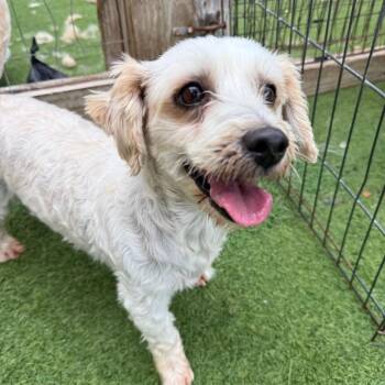 Penelope 4922 -  Havanese and Maltese Dog for Adoption in Loxahatchee Groves, Florida - Penelope 4922 | PetCurious