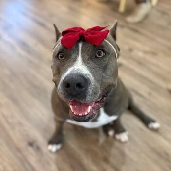 Betty Boop Squishy Sweetie -  Pit Bull Terrier and American Bully Dog for Adoption in Friendswood, Texas - Betty Boop Squishy Sweetie | PetCurious
