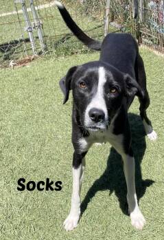 Rescue Border Collie and Black Labrador Retriever Dogs for Adoption in Seymour, Indiana - Socks | PetCurious
