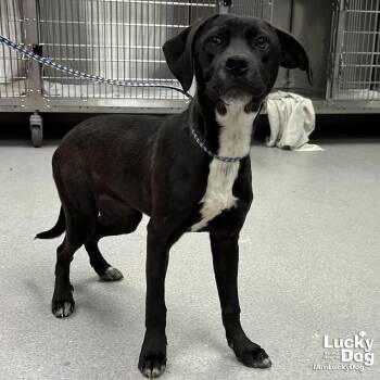 Labrador Retriever Dogs Available for Adoption - June Bug | PetCurious